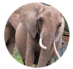 Elefant Citta - Geboren: 1984 in Simbabwe