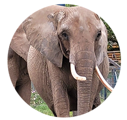 Elefant Citta - Geboren: 1984 in Simbabwe