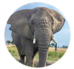 Elefant Kenia - Geboren: 1987 in Simbabwe