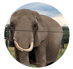 Elefant Sandra- Geboren: 1979 in Simbabwe