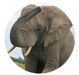 Elefant Somali - Geboren: 1982 in Simbabwe
