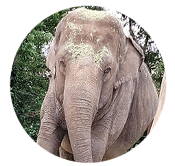Elefant Susi - Geboren: 1969 in Asien