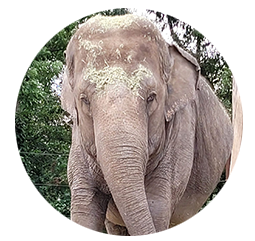 Elefant Susi - Geboren: 1969 in Asien