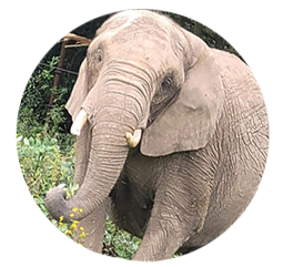 Elefant Tembo - Geboren: 1986 in Simbabwe