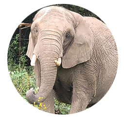 Elefant Tembo - Geboren: 1986 in Simbabwe