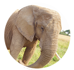 Elefant Timba - Geboren: 1979 in Afrika