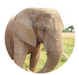 Elefant Timba - Geboren: 1979 in Afrika