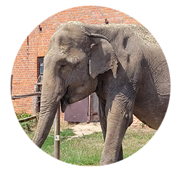 Elefant Vana - Geboren: 1959 in Asien