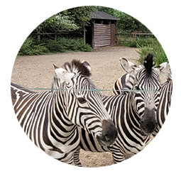 Zebras auf dem Elefantenhof