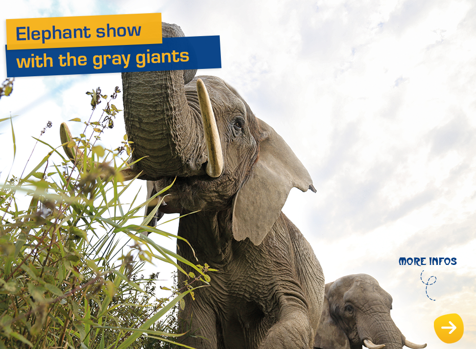Elephant show with the gray giants