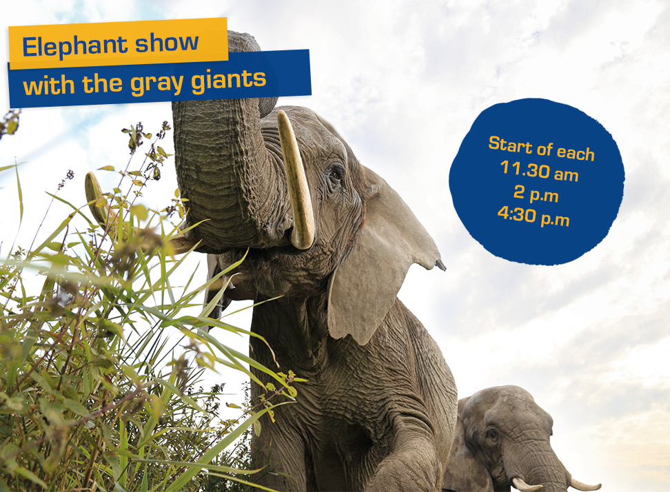 Elefanten-Show mit den grauen Riesen