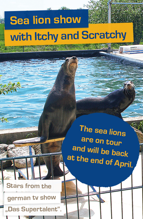 The sea lions are on tour and will be back at the end of April