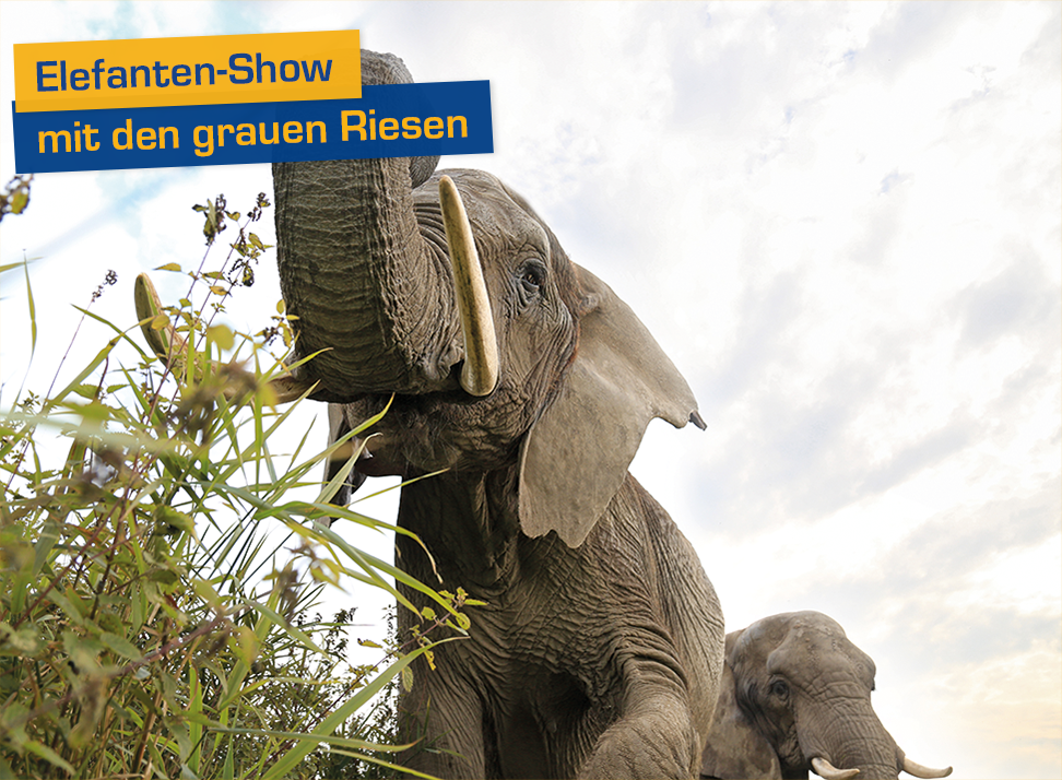 Elefanten-Show mit den grauen Riesen