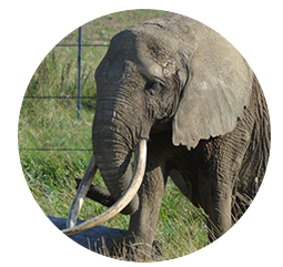 Elefant Salima - Geboren: 1986