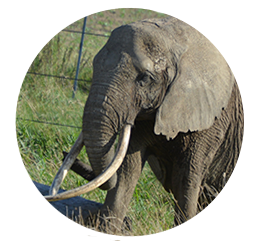 Elefant Salima - Geboren: 1986